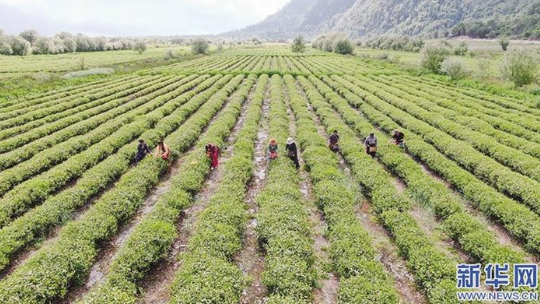 必威BETWAY西汉姆联