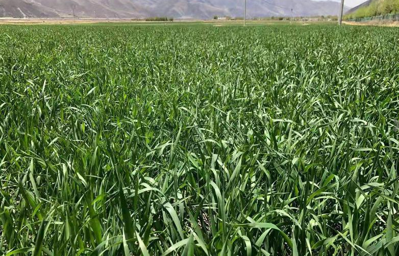 必威BETWAY西汉姆联